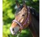 Preview: Kavalkade Halfter, Perlon Classic, Bordeaux